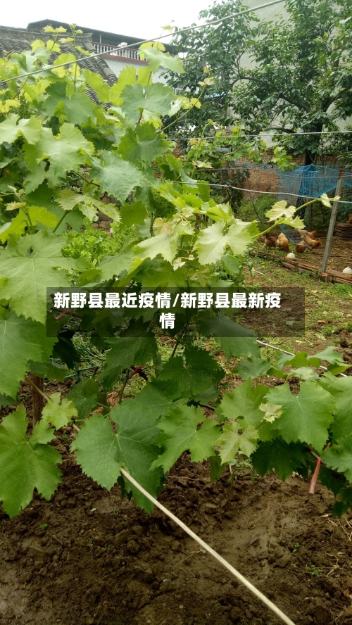 新野县最近疫情/新野县最新疫情-第2张图片